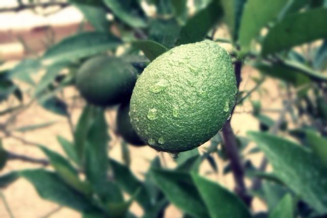 What is the use of bergamot essential oil