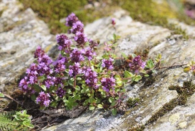 What is thyme essential oil