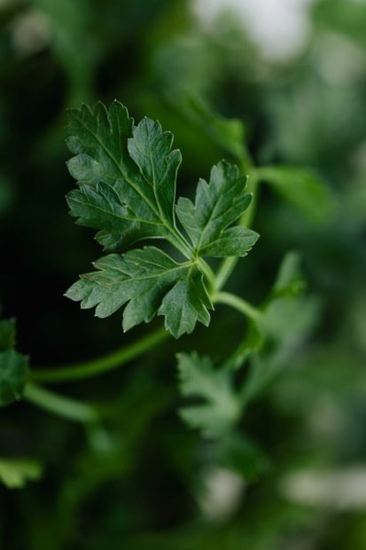 1604569713538418.jpg parsley-leaf.jpg
